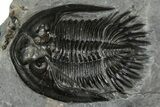 Two Beautiful Mrakibina Trilobites - Mrakib, Morocco #352624-2